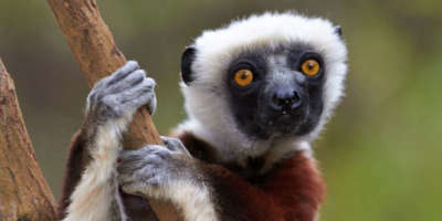 Sifaka